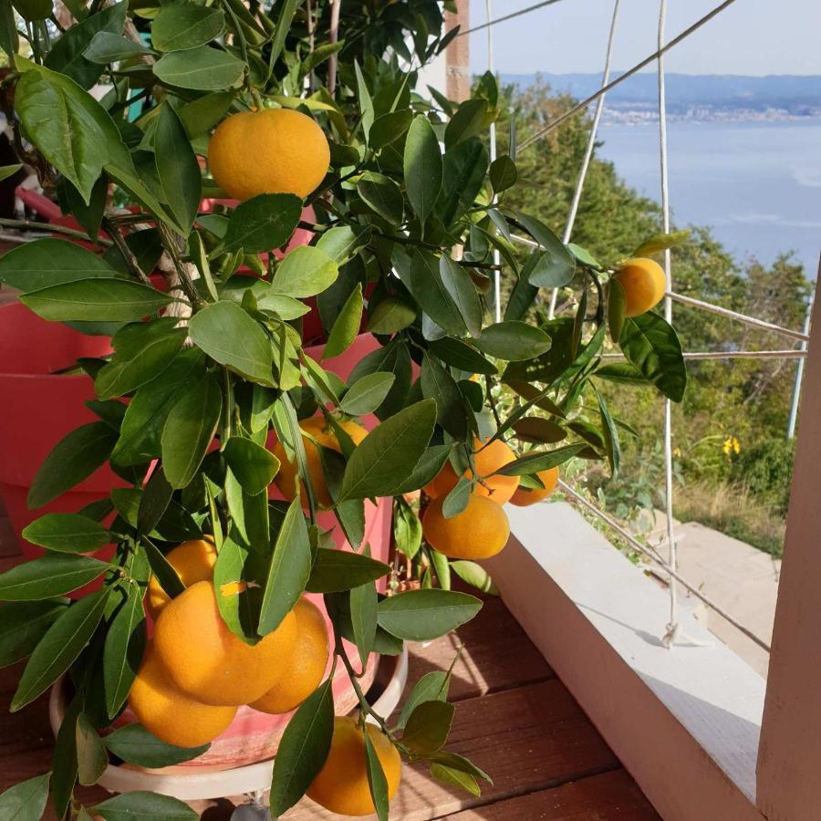 Mary'S Garden Villa Tulisevica Luaran gambar
